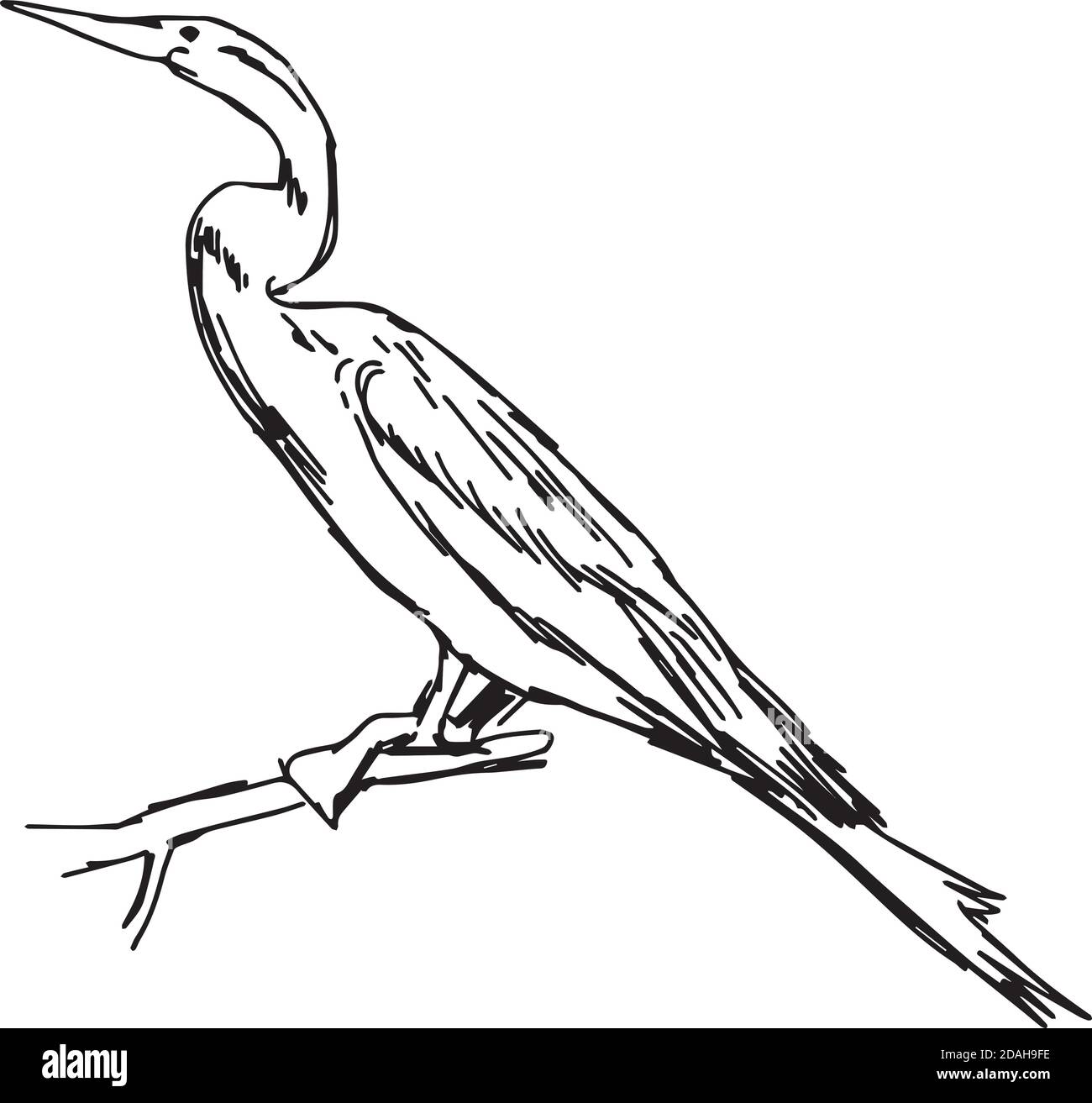 illustration vector hand drawn sketch of African Darter isolated on white background Stock Vector
