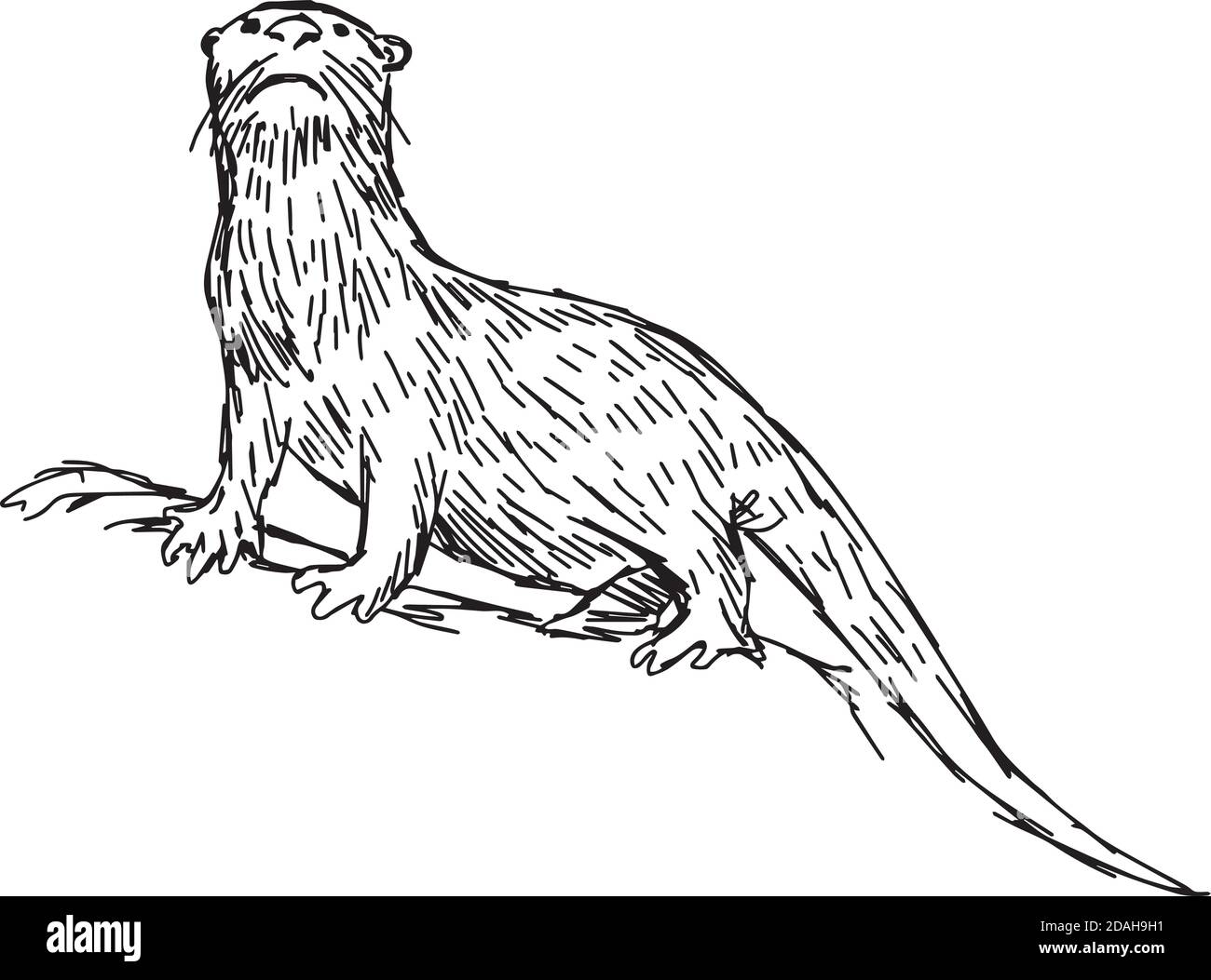 illustration vector hand drawn sketch of African Clawless Otter isolated on white background Stock Vector