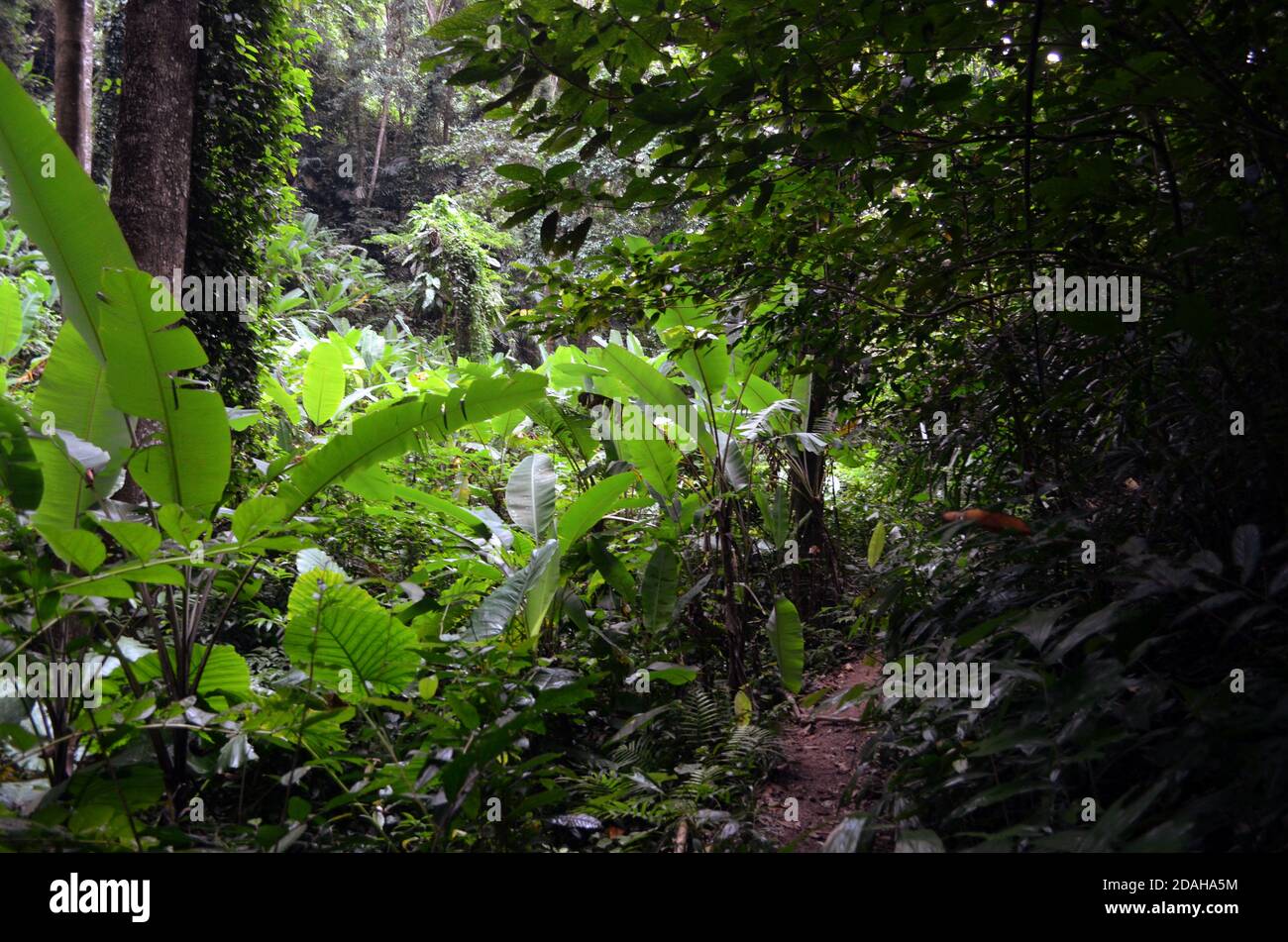 Krabi thailand jungle trail hi-res stock photography and images - Alamy