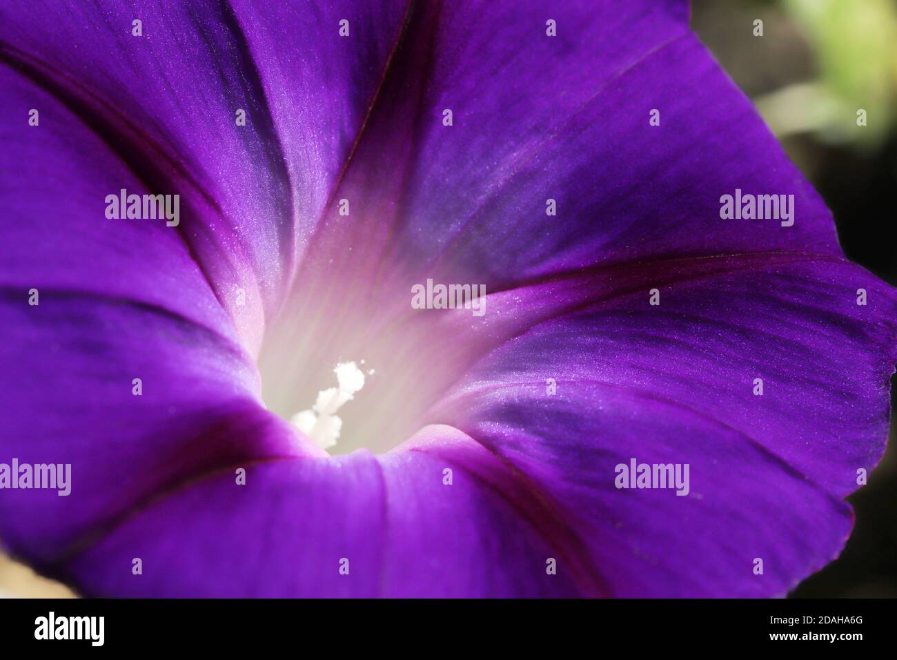 Purple moonflower hi-res stock photography and images - Alamy