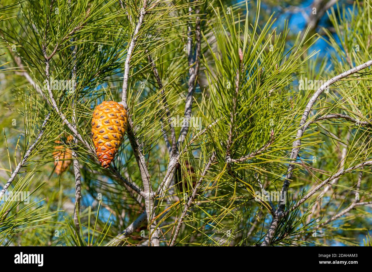pinecone from Pinus halepensis, Aleppo pine, Catalonia, Spain Stock Photo