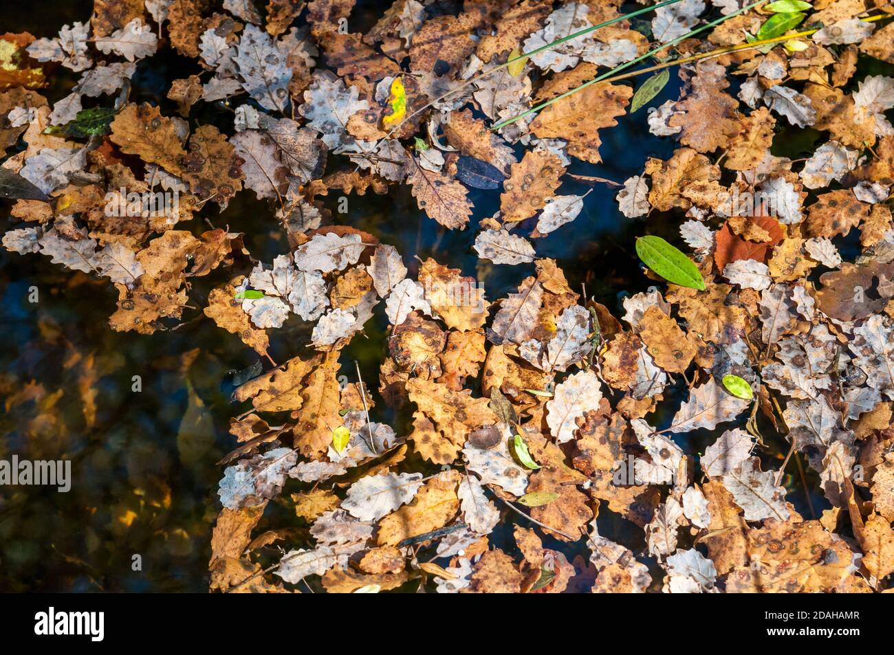 Orange leaves floating on river hi-res stock photography and images - Alamy