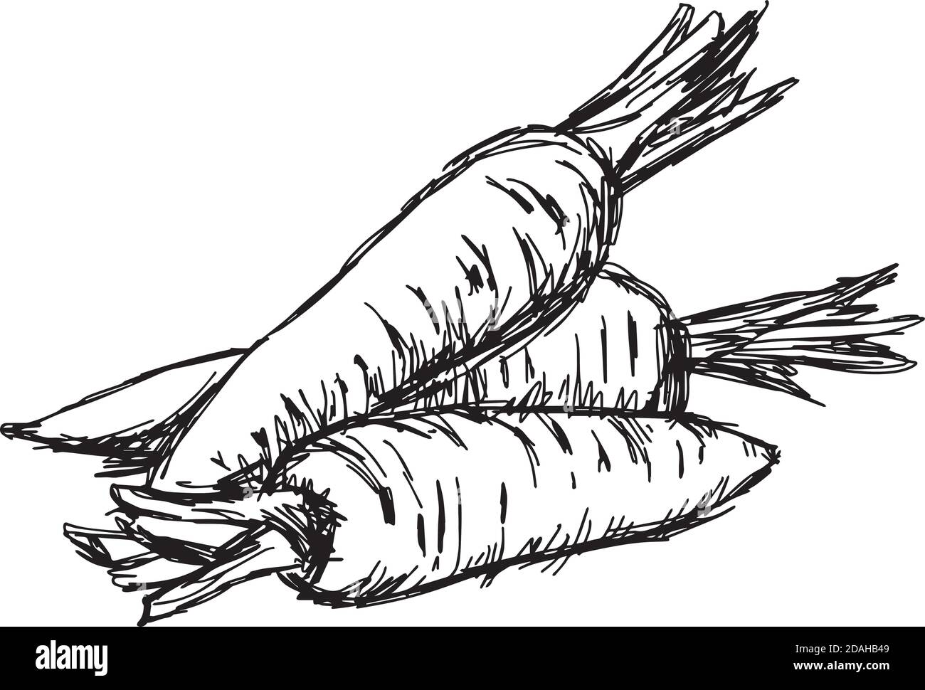 Carrot vector isolated on white with outline drawing Stock Vector | Adobe  Stock