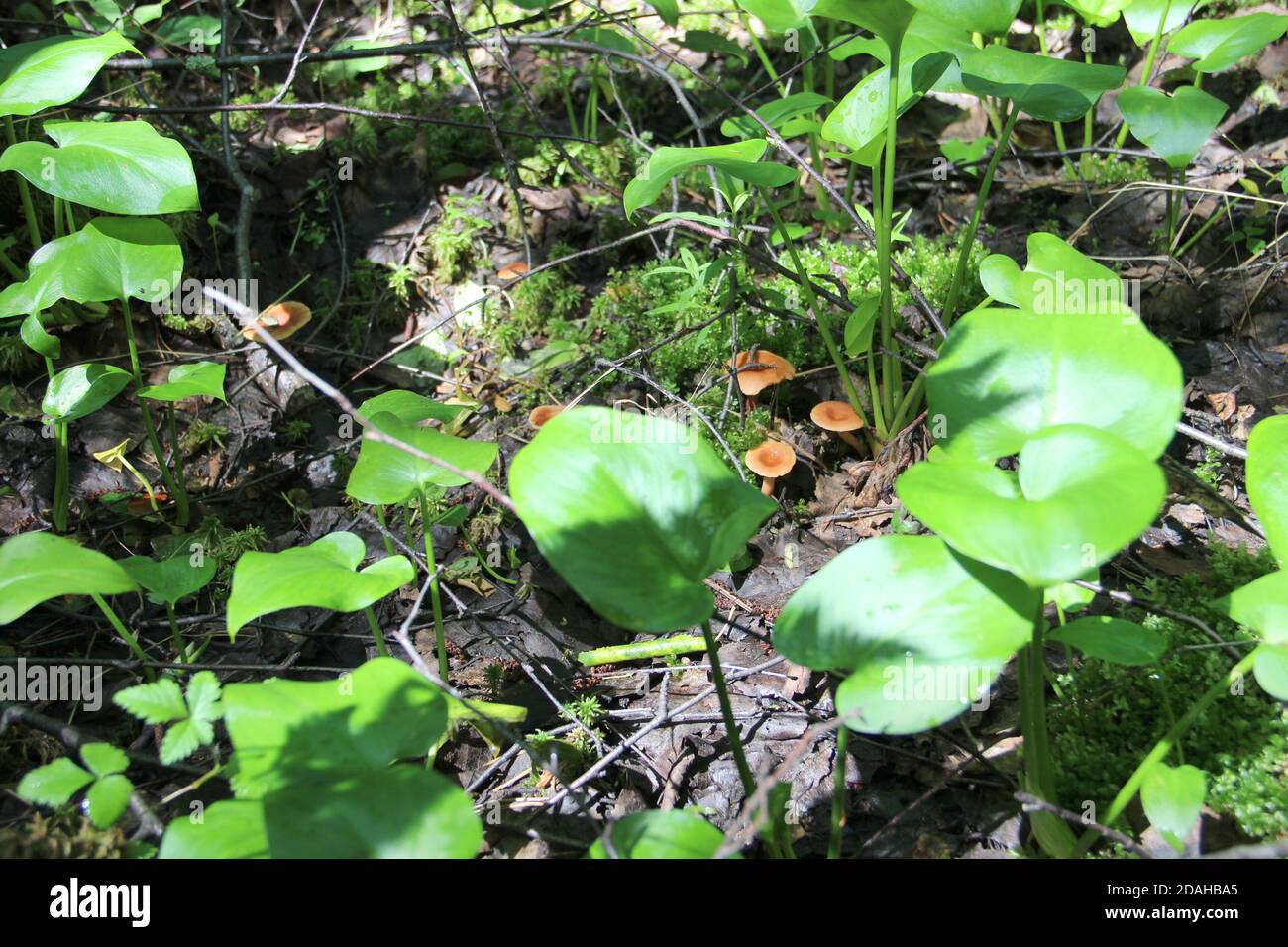 Lactarius rufus mushrooms in forest Stock Photo