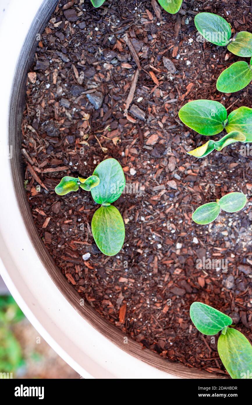 outdoor vegetable garden on Pumpkin Plants In Wooden Barrel Planter Outdoor In Sunny Vegetable Garden Shot At Shallow Depth Of Field Stock Photo Alamy
