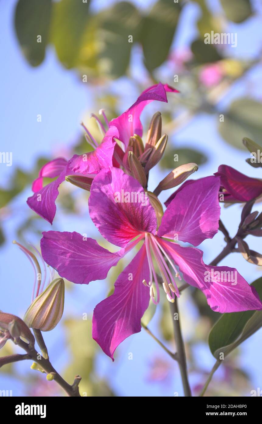 Hong kong orchid pink color Stock Photo - Alamy