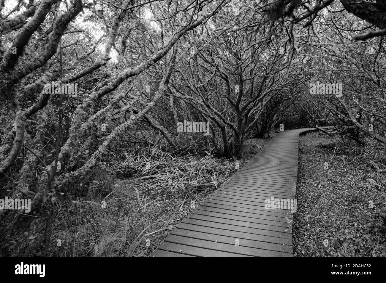 'Enchanted Wood'. Path through lichen-covered trees, Lower Moors, St Mary's, Isles of Scilly, Cornwall, England, UK. (BW) Stock Photo