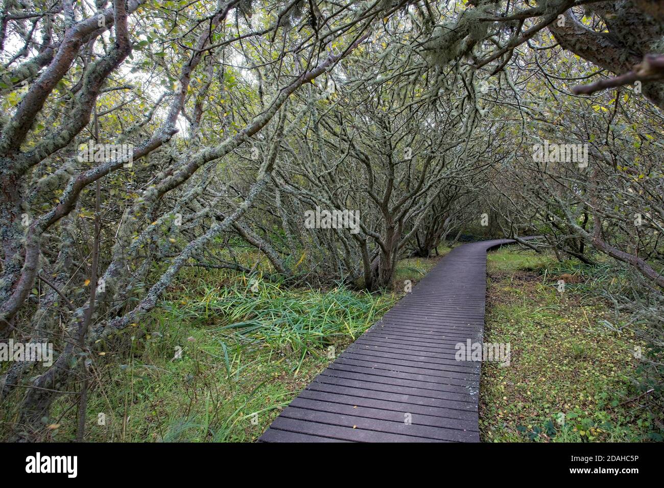 'Enchanted Wood'. Path through woodland, Lower Moors, St Mary's, Isles of Scilly, Cornwall, England, UK. Stock Photo
