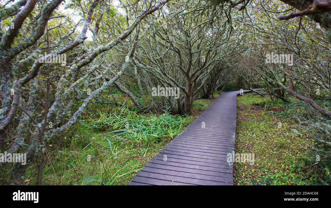 Path through woodland, Lower Moors, St Mary's, Isles of Scilly, Cornwall, England, UK. Stock Photo