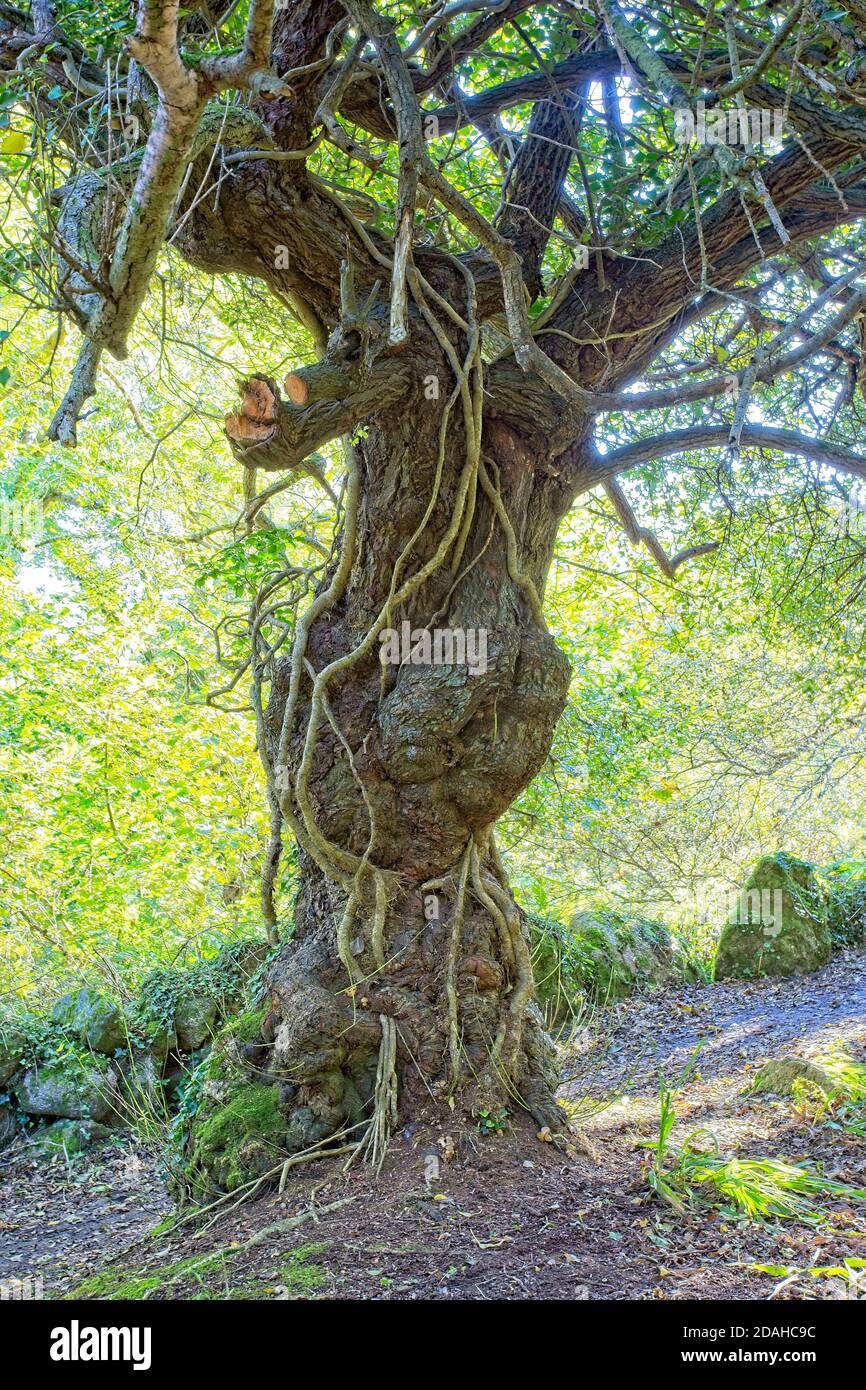 The twisted, knarled trunk of a Hawthorn tree, Penberth, Cornwall, England, UK. Stock Photo