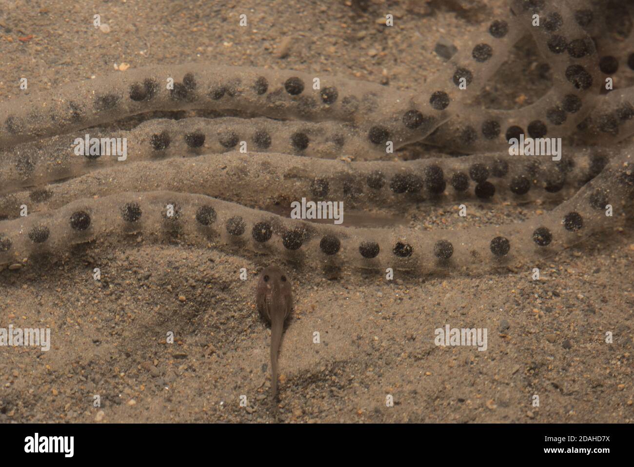 Cane toad eggs hires stock photography and images Alamy