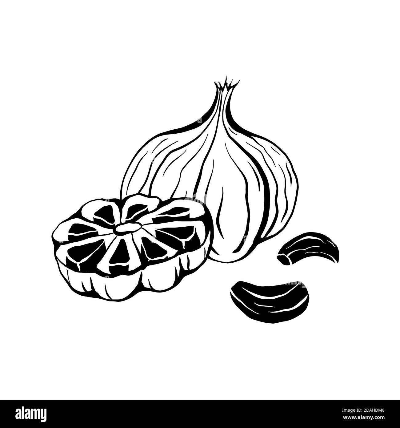 Illustration of black fermented garlic. Product for health and longevity. Useful seasoning for Asian dishes. Natural sweetener. Vector element for men Stock Vector