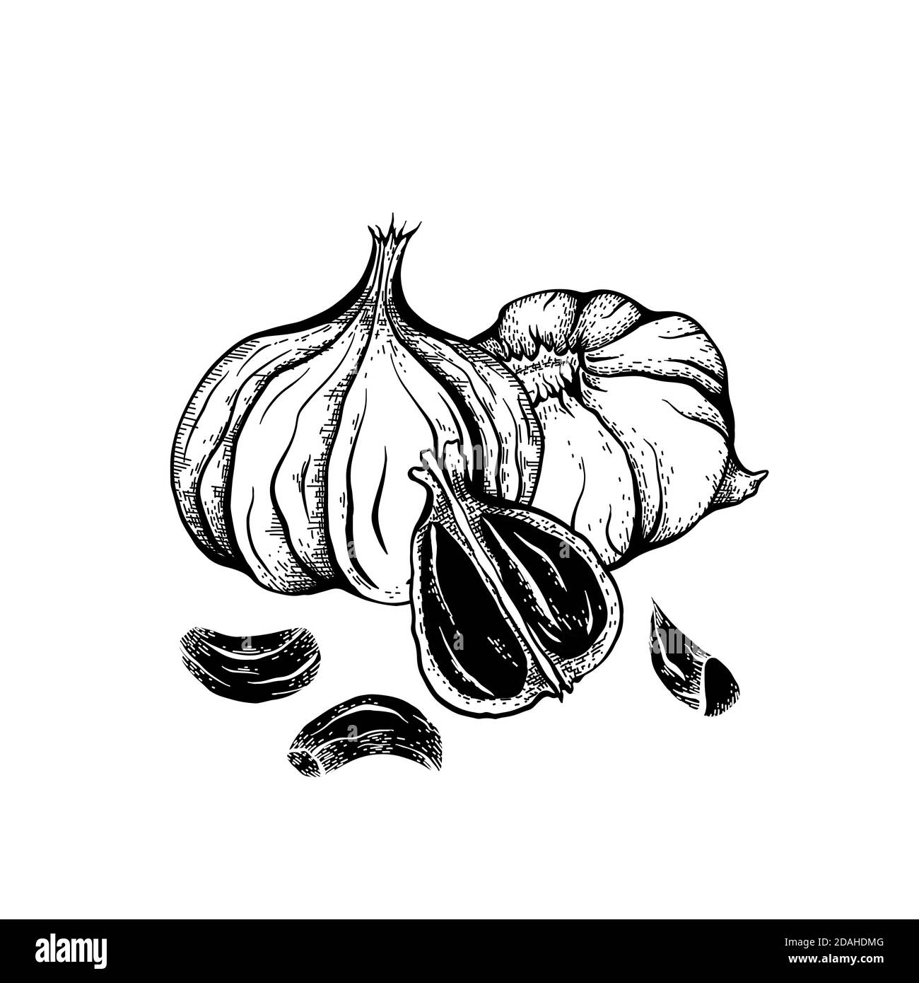 Illustration of black fermented garlic with hatching. Product for health and longevity. Useful seasoning for Asian dishes. Natural sweetener. Vector e Stock Vector