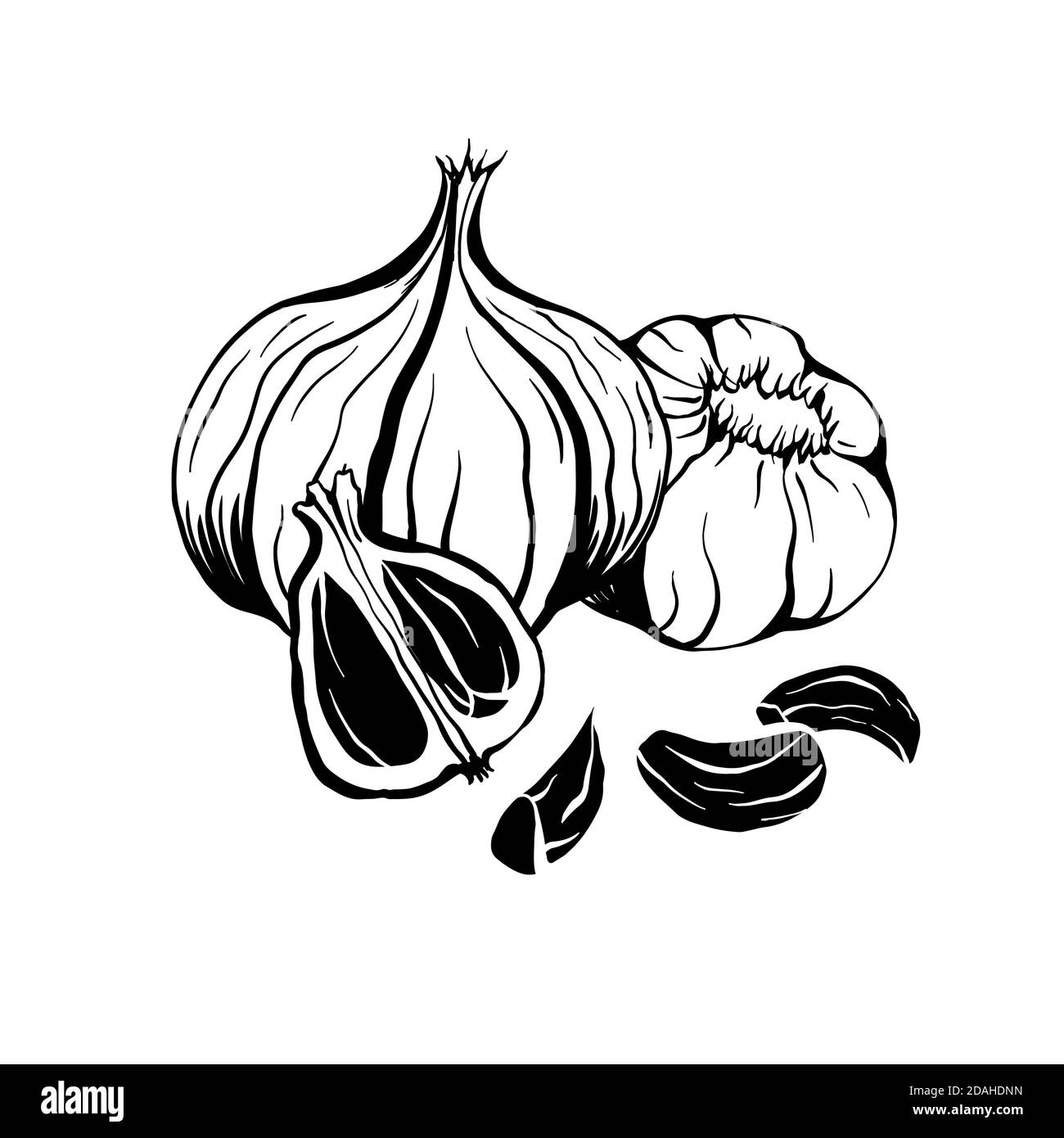 Illustration of black fermented garlic. Product for health and longevity. Useful seasoning for Asian dishes. Natural sweetener. Vector element for men Stock Vector