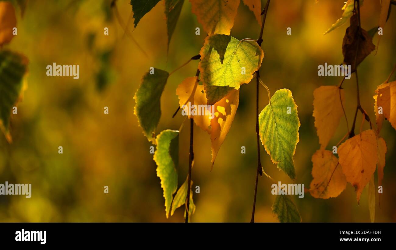 Autumn. Beautiful colorful leaves on trees in autumn time. Natural ...