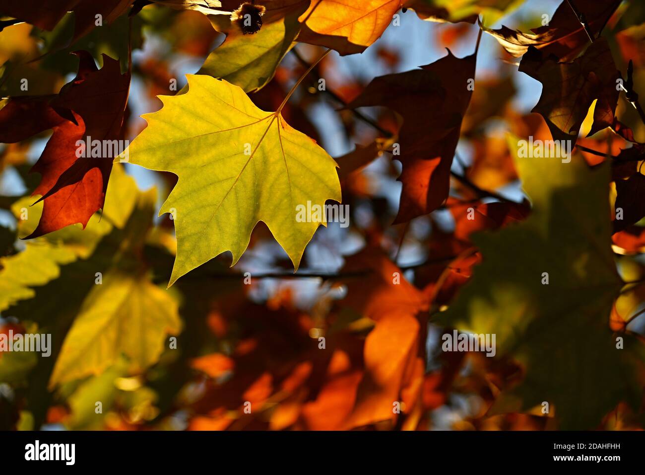 Autumn background. Beautiful colorful leaves of trees in nature. Autumn ...