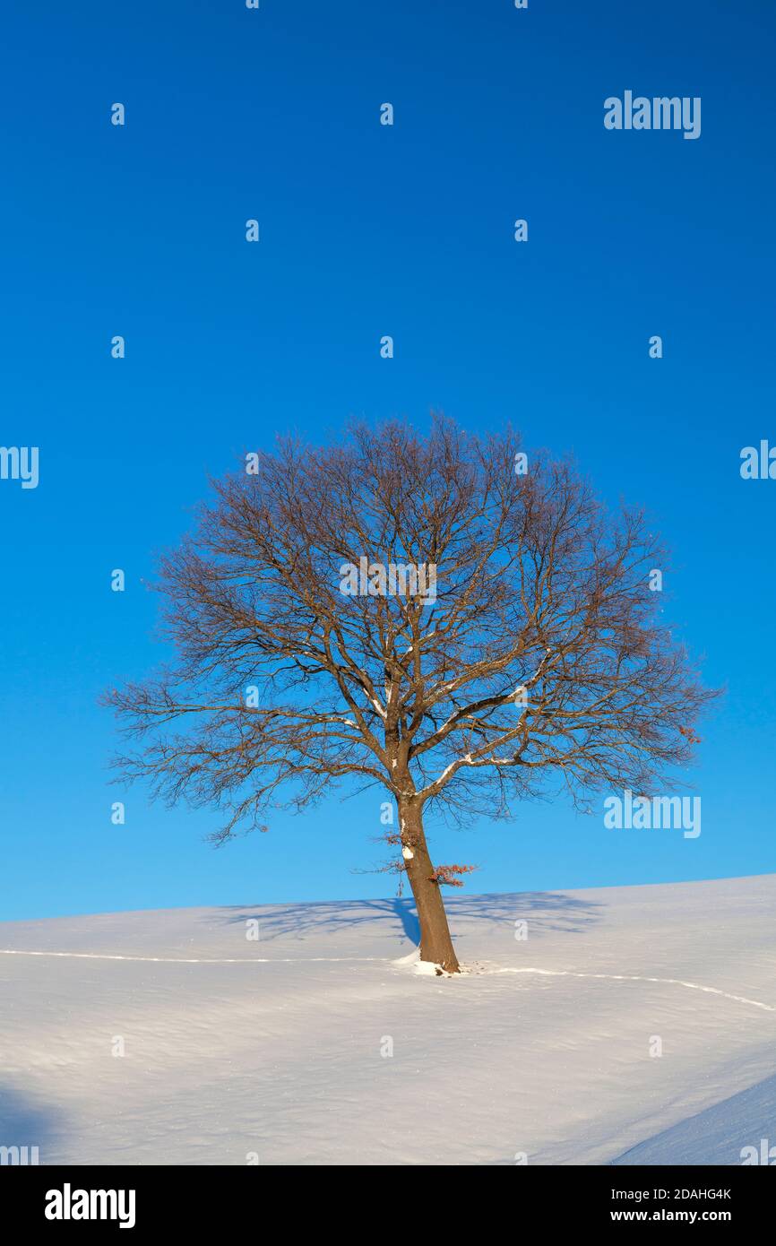 geography / travel, Germany, Bavaria, Riegsee, oak in winter, Upper Bavaria, Southern Germany, Additional-Rights-Clearance-Info-Not-Available Stock Photo