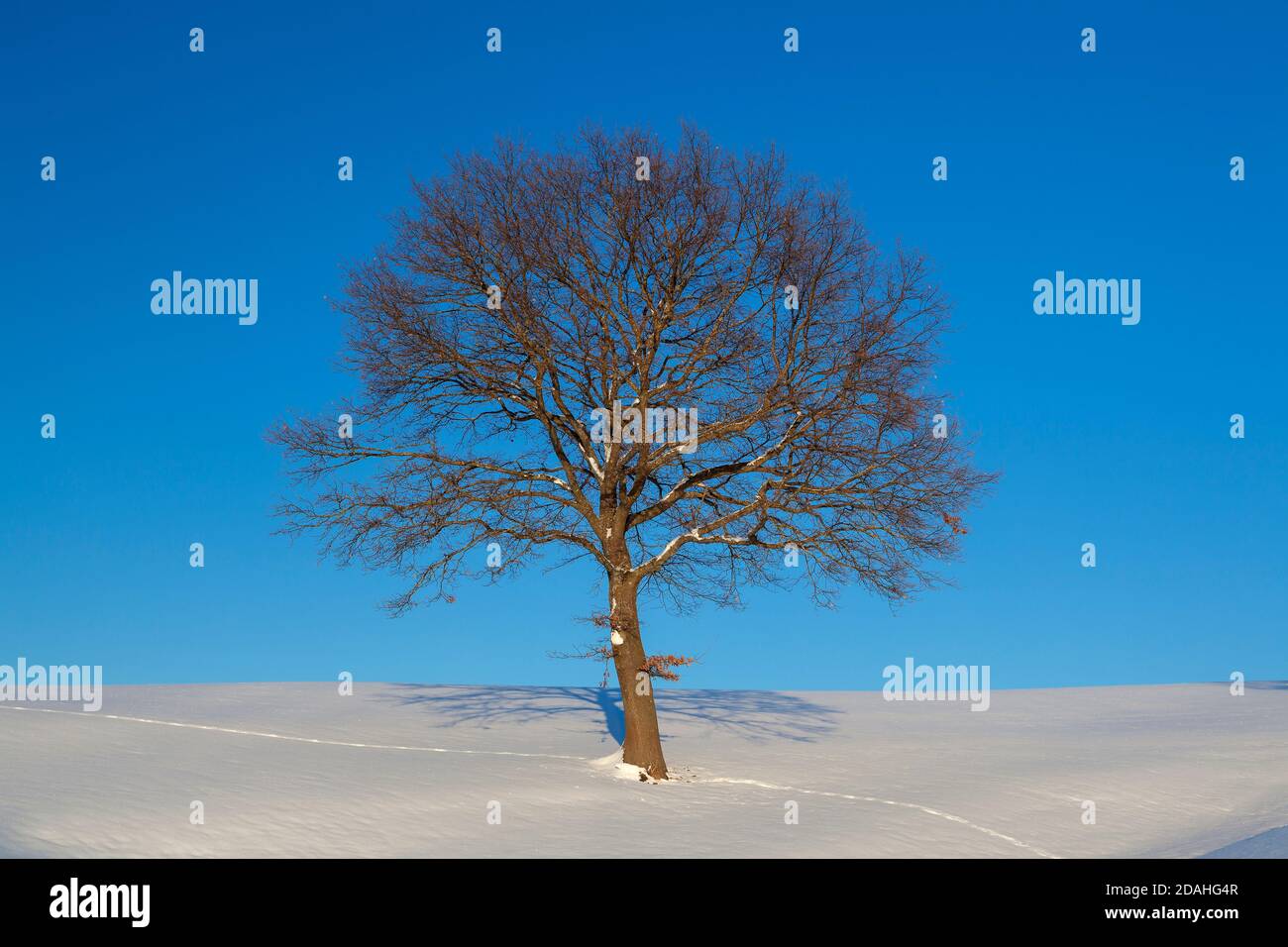geography / travel, Germany, Bavaria, Riegsee, oak in winter, Upper Bavaria, Southern Germany, Additional-Rights-Clearance-Info-Not-Available Stock Photo
