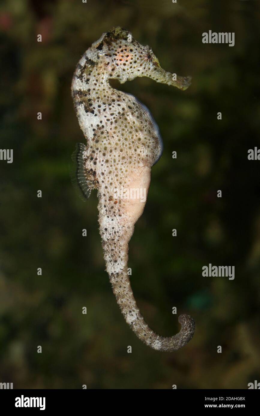 Long-Snouted Seahorse - Hippocampus guttulatus Stock Photo