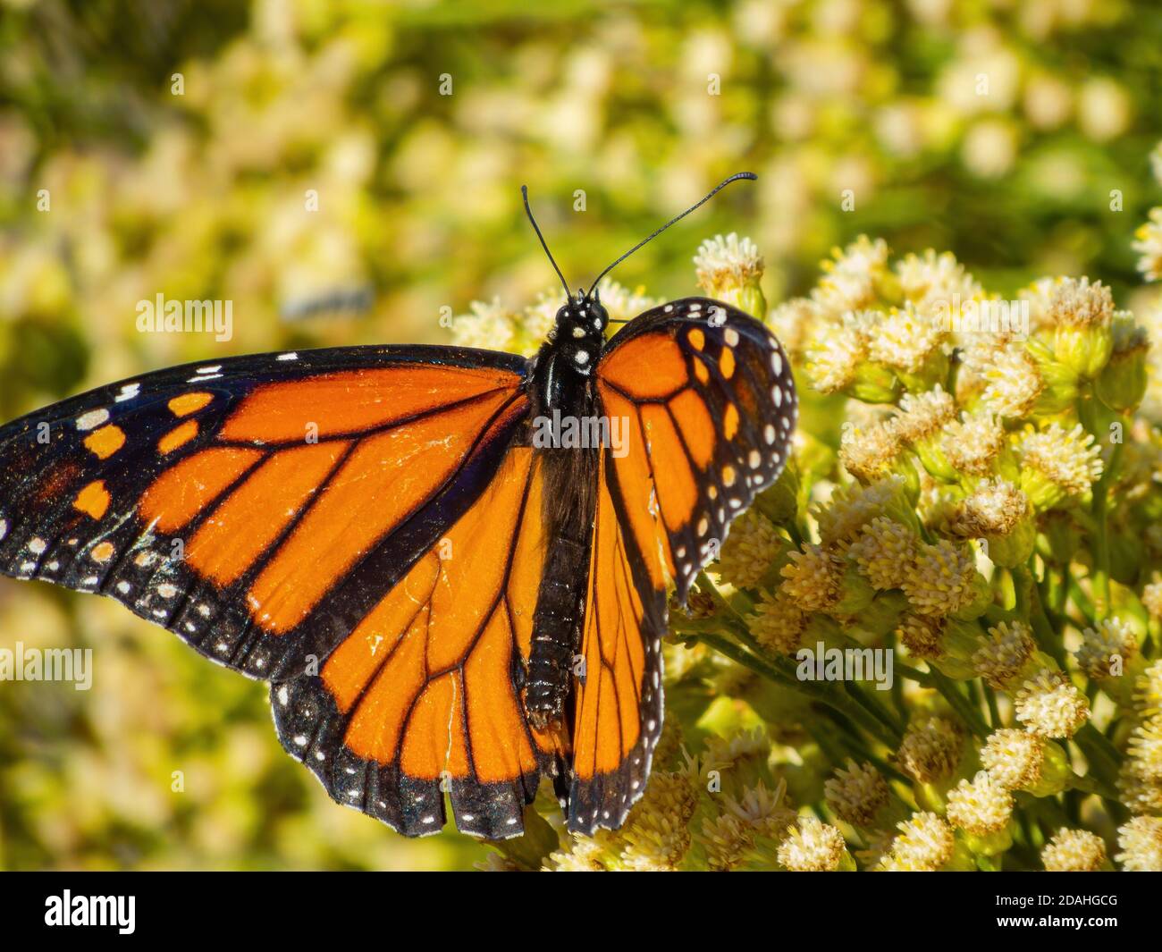 Close up shot of the beautiful monarch butterfly at Las Vegas, Nevada