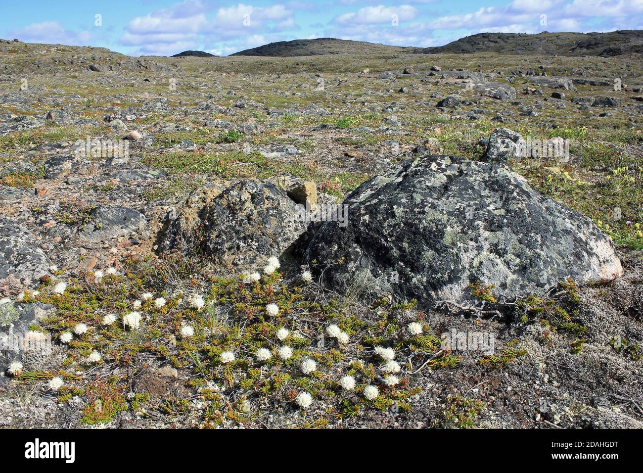 Arctic Tundra with Bog Labrador Tea Rhododendron groenlandicum flowering in foreground Stock Photo