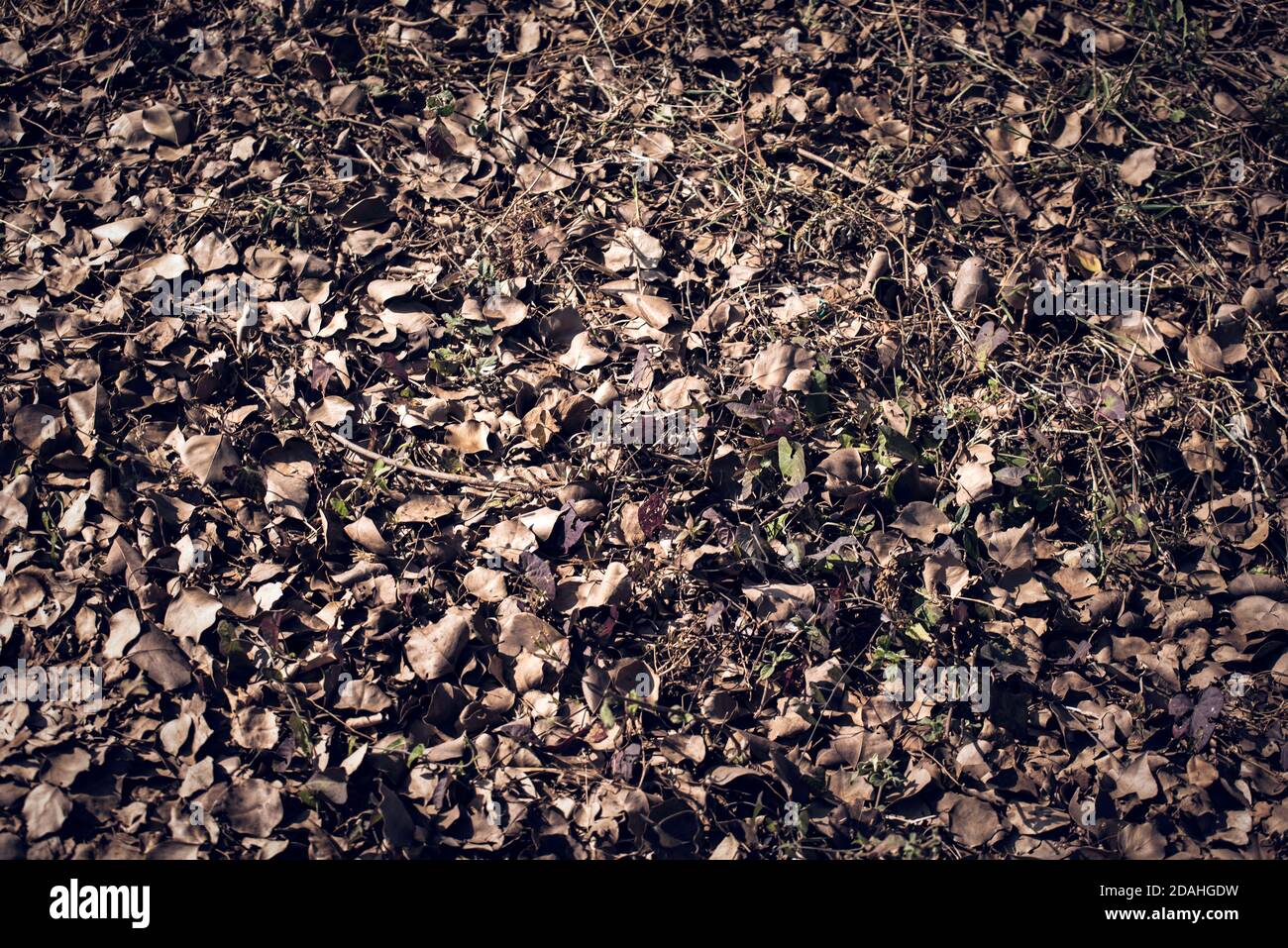 Dry leaves lying down on ground as a background Stock Photo