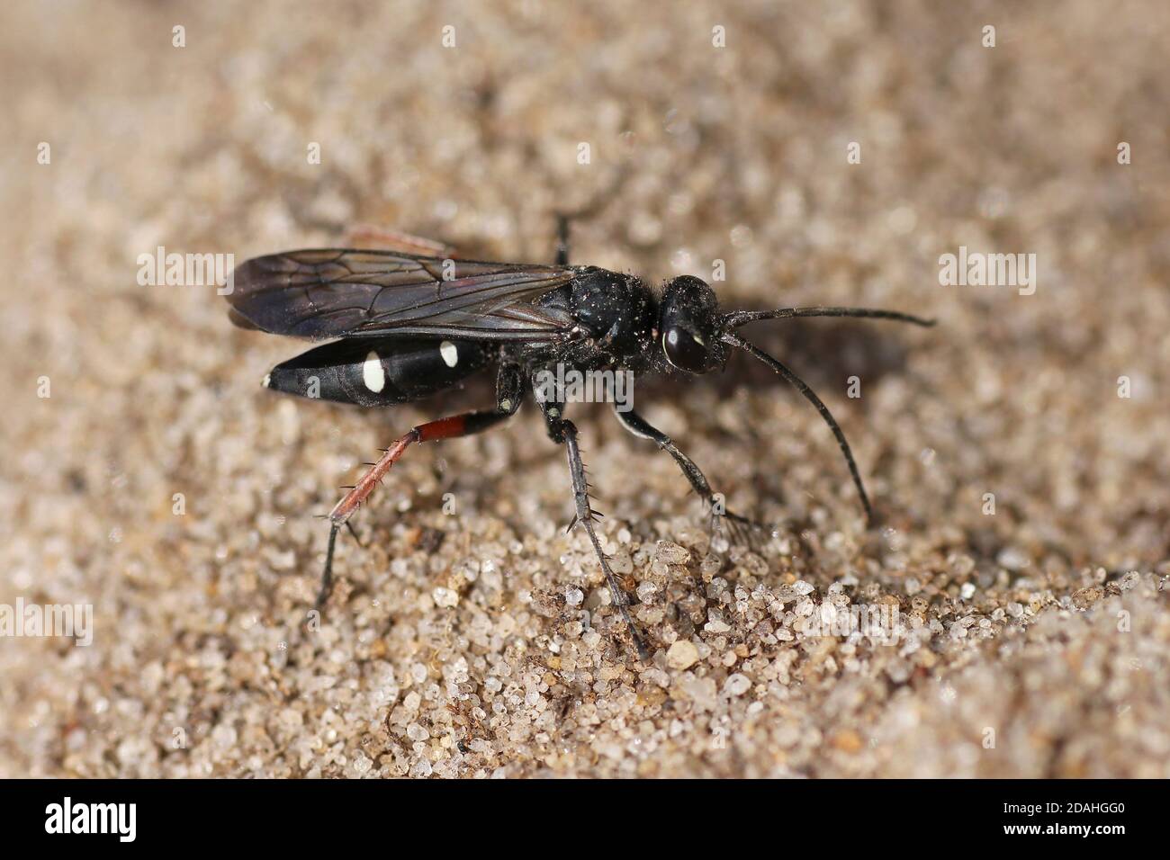 Red-legged Spider Wasp Episyron rufipes Stock Photo