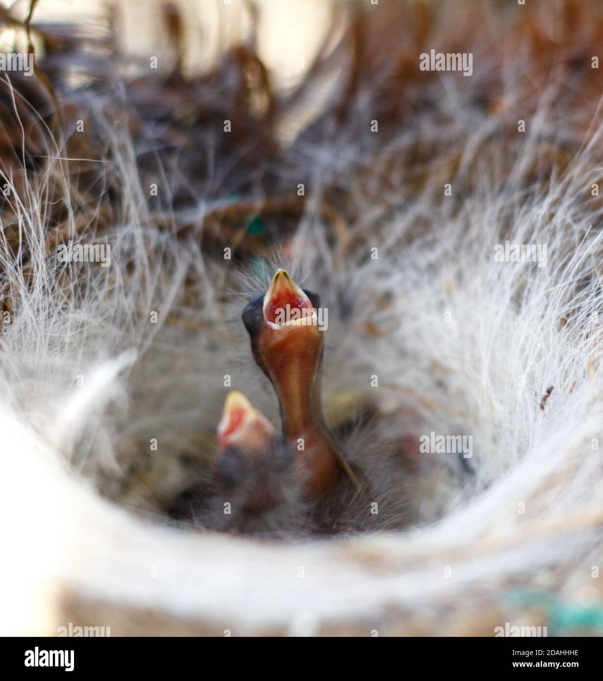 nest with birds inside Stock Photo Alamy