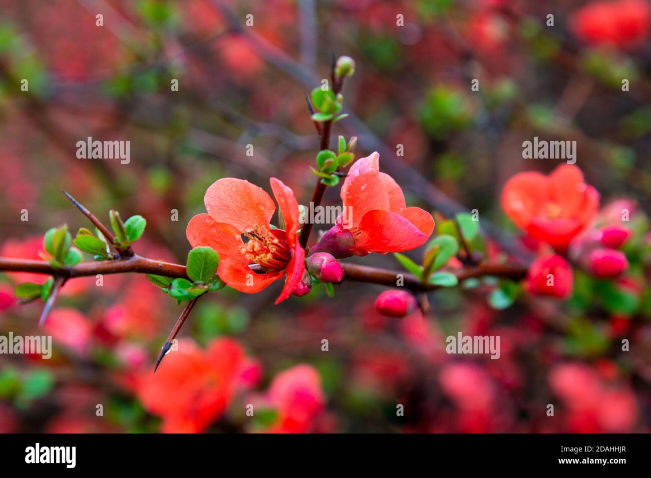 Japanese quince Chaenomeles Japonica blooming. Red flowers on the branch of a Bush under the water droplets. Spring, the birth of life. Stock Photo
