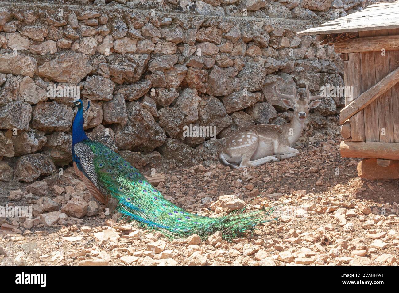 Wildlife. Peacock with colorful tail and deer near the stone wall. Stock photography Stock Photo