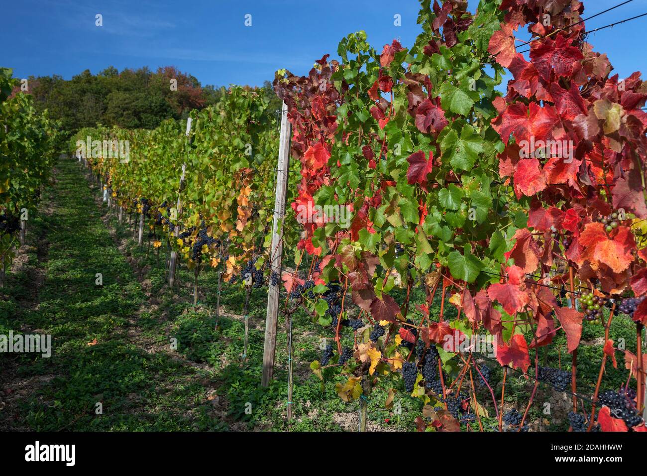 geography / travel, Germany, Rhineland-Palatinate, Bad Neuenahr, Pinot Noir vine at the Red Wine Trail, Additional-Rights-Clearance-Info-Not-Available Stock Photo