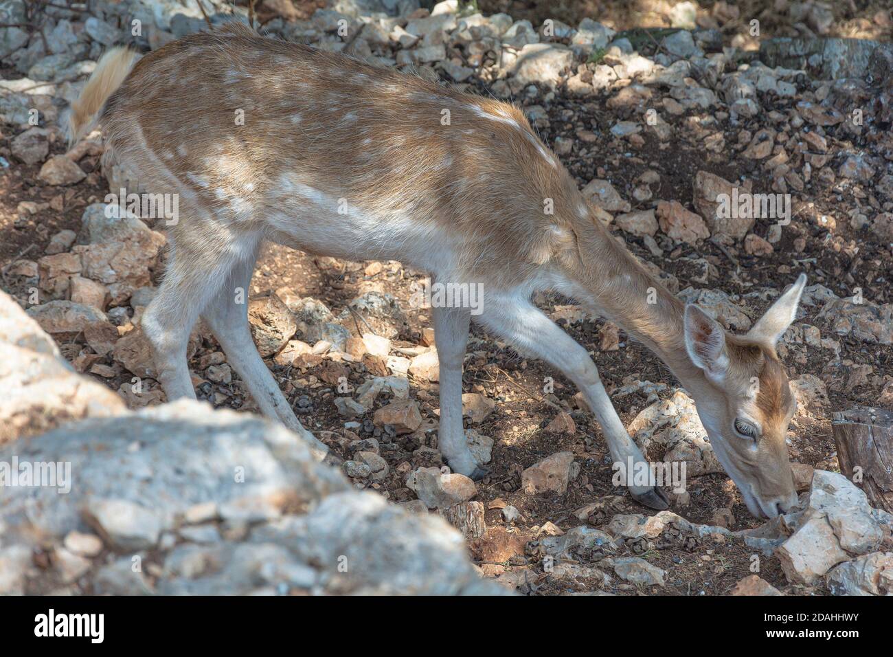 Wildlife. Wildlife. Deer feed on stony ground. Stock photography Stock Photo