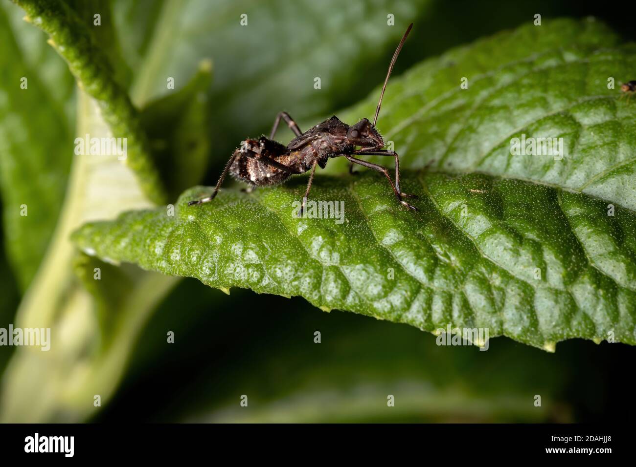 Broad-headed Bug Nymph of the Family Alydidae Stock Photo