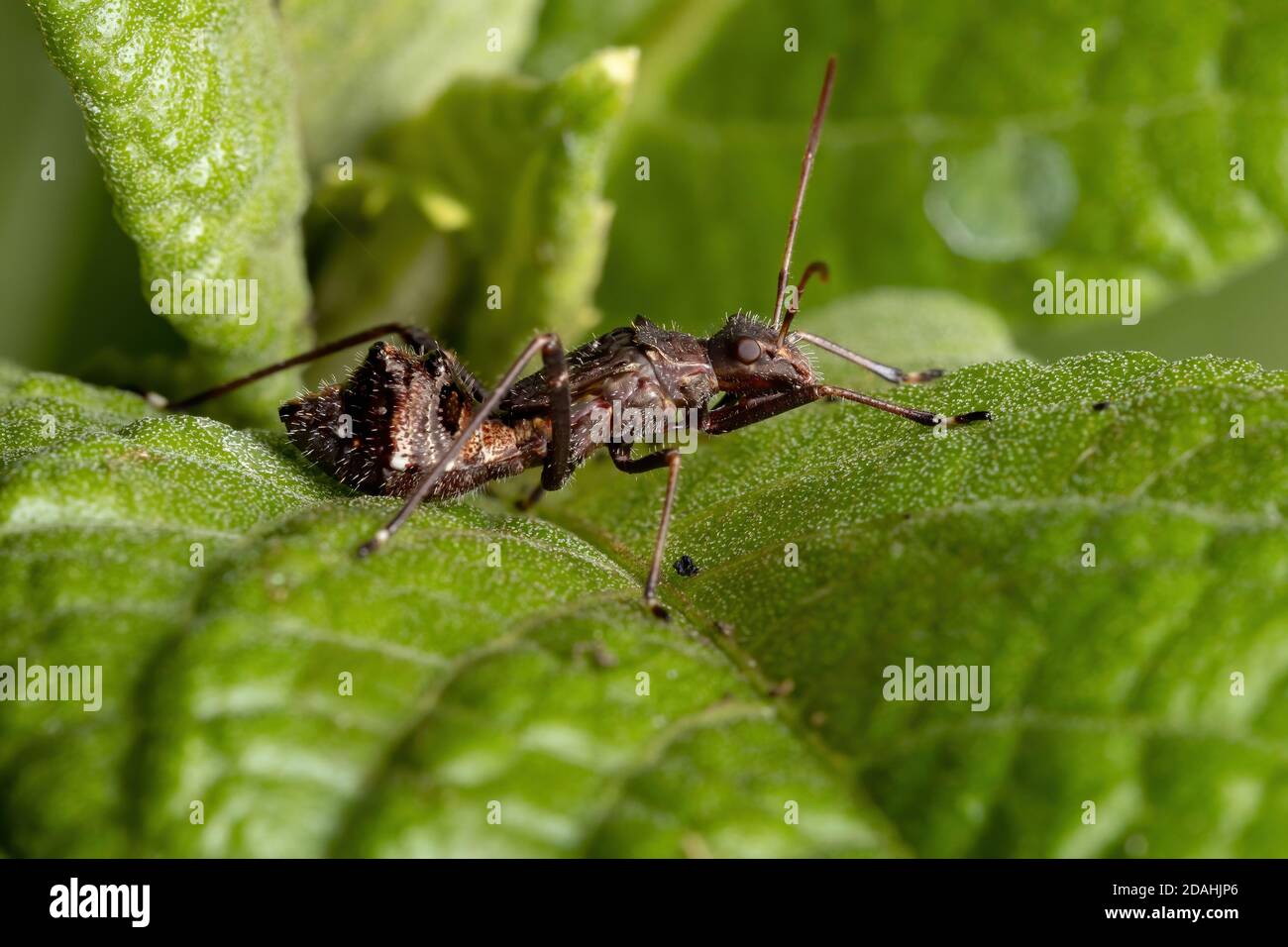 Broad-headed Bug Nymph of the Family Alydidae Stock Photo