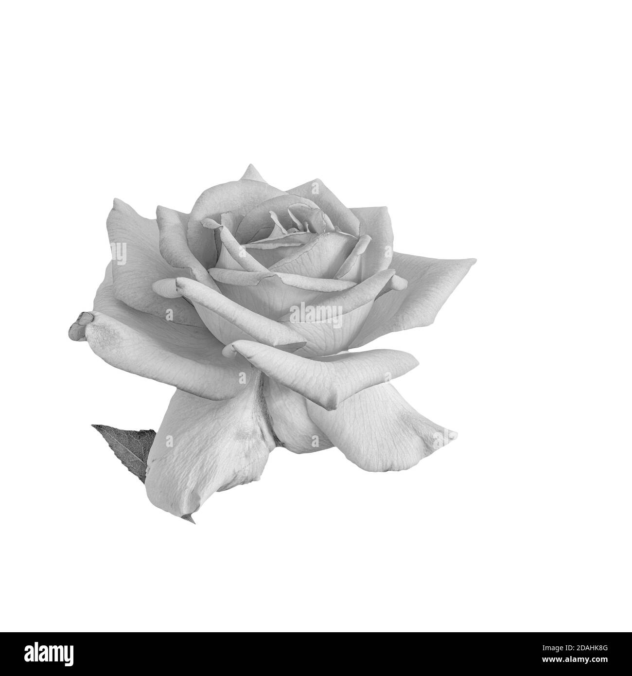 Black And White Vintage Roses Wallpaper