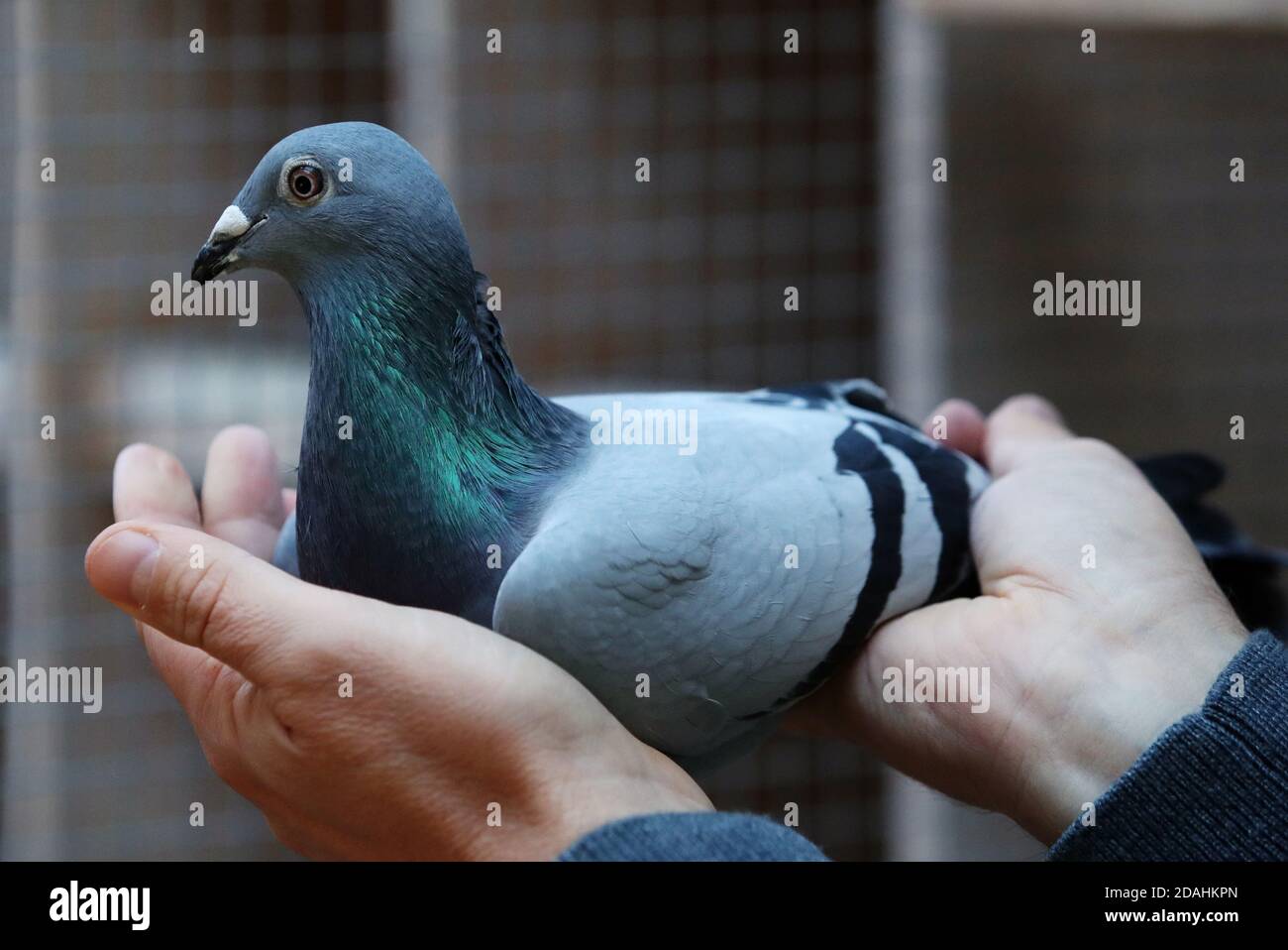 Nikolaas Gyselbrecht, founder of Pipa, a Belgian auction house for racing  pigeons, shows a two-year old female pigeon named New Kim, that will set a  new world record price when an auction