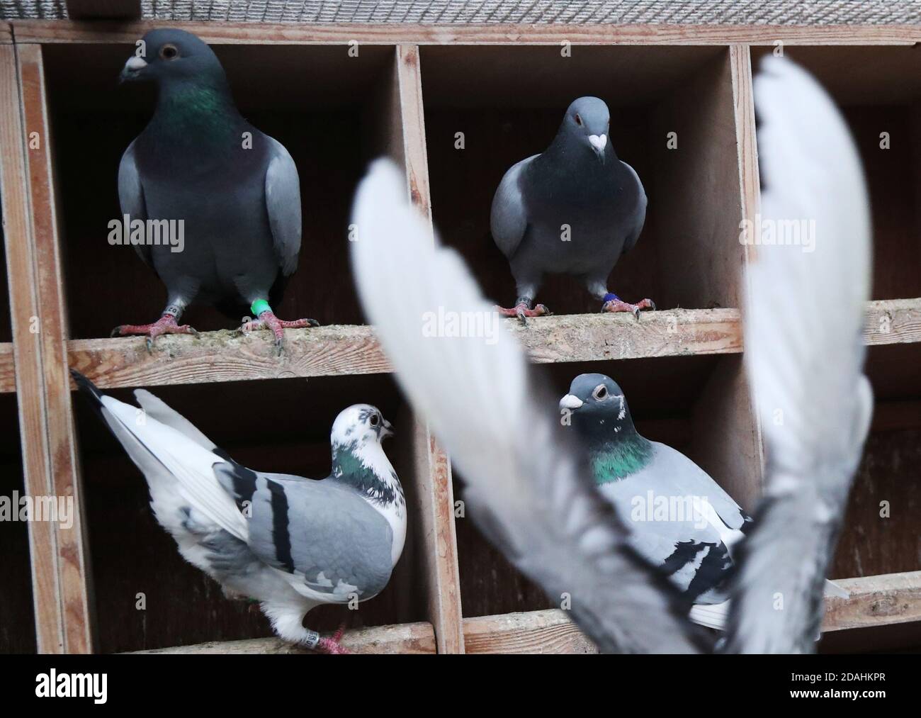 Pigeons are seen at Belgian auction house for racing pigeons Pipa in  Knesselare, Belgium November 12, 2020. Picture taken November 12, 2020.  REUTERS/Yves Herman Stock Photo - Alamy