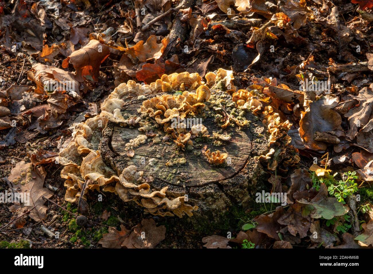 Fungi in Suffolk woodland, England Stock Photo