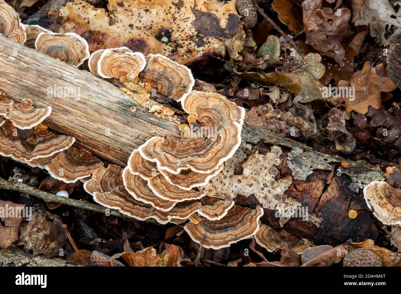 Fungi in Suffolk woodland, England Stock Photo