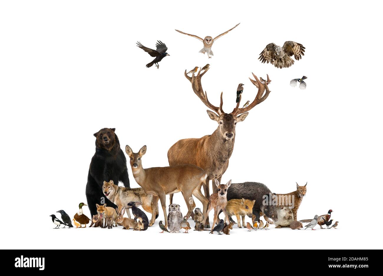 Large group of many european animals, fauna, bear, lynx, red deer, red fox, bird, rodent, isolated Stock Photo