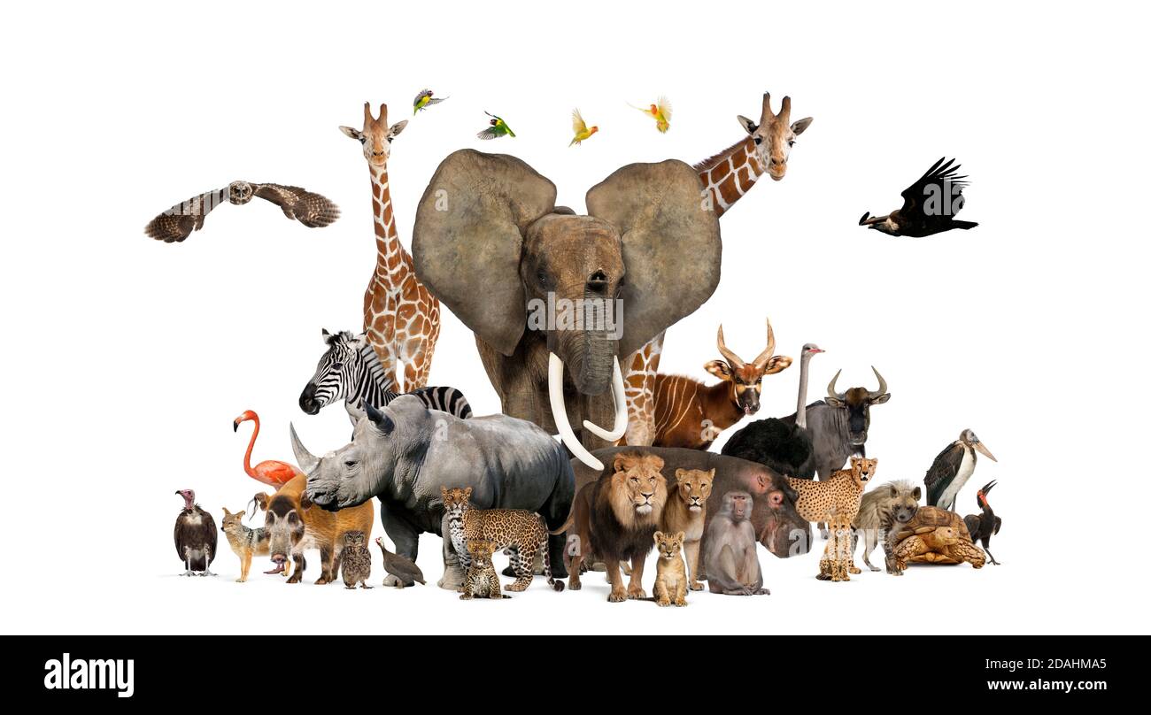 Large group of African fauna, safari wildlife animals together, in a row, isolated Stock Photo