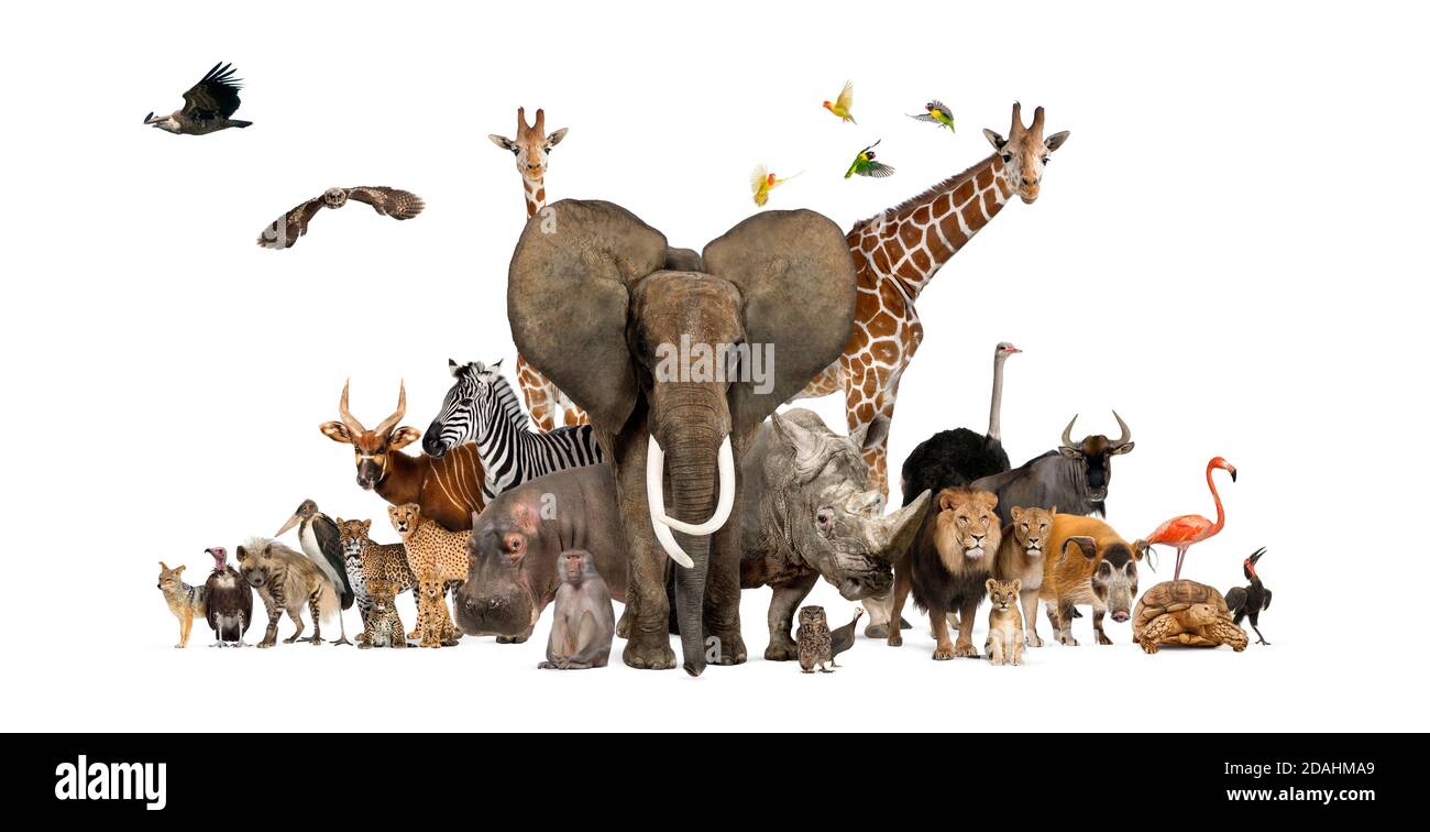All Animals Together Photo
