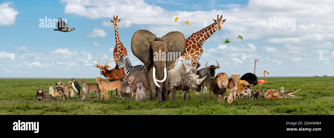 Large group of African fauna, safari wildlife animals together, in a row, isolated Stock Photo