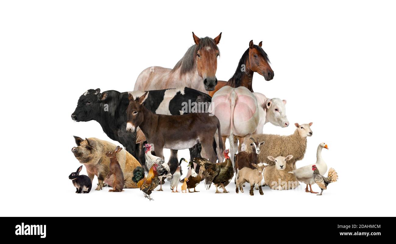 Group of many farm animals standing together Stock Photo
