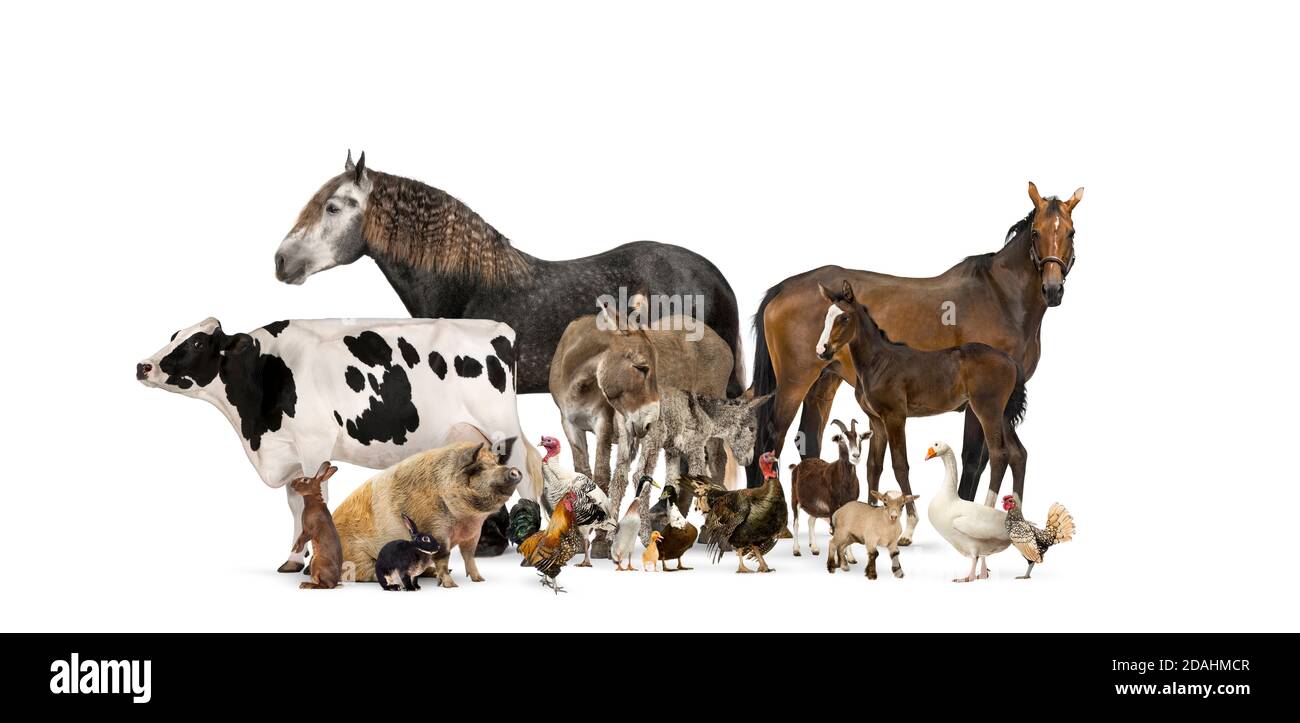 Group of many farm animals standing together Stock Photo