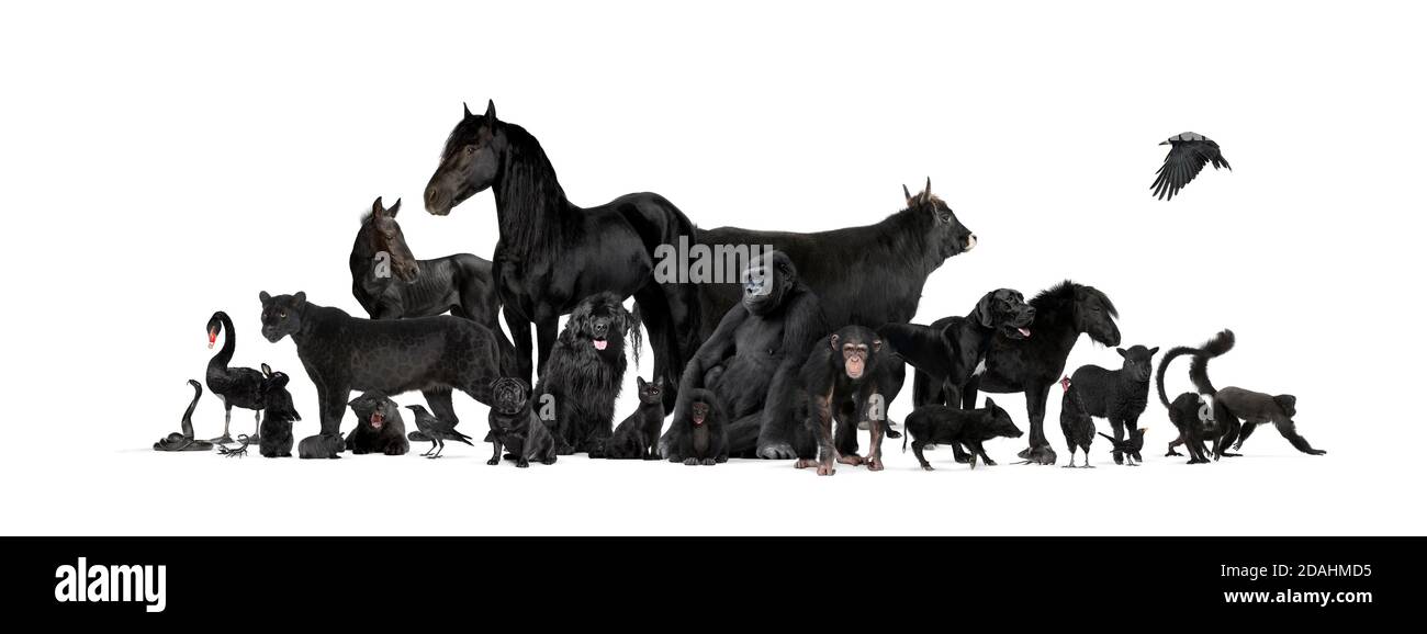 Group of black animals, pets end wilds, isolated on white Stock Photo
