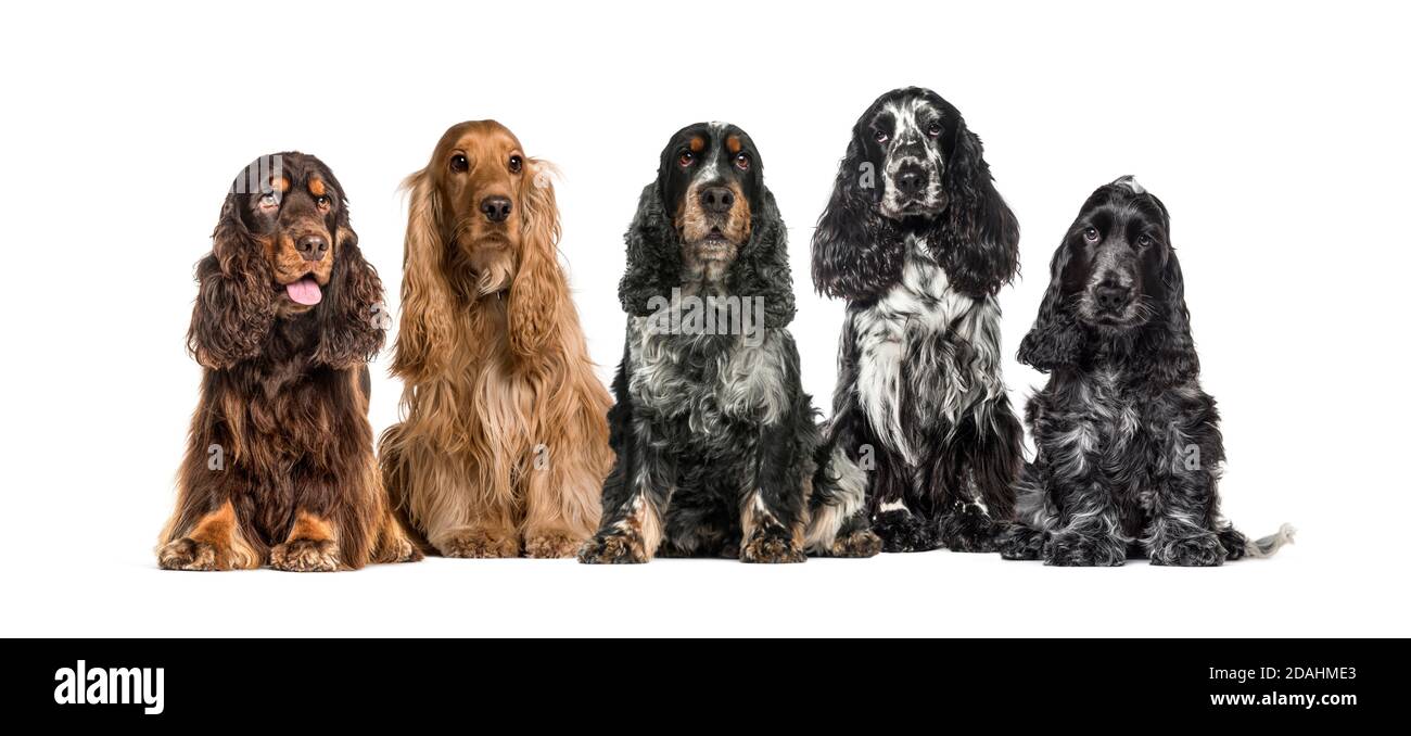 Group of English Cocker Spaniel in a row, isolated on white Stock Photo