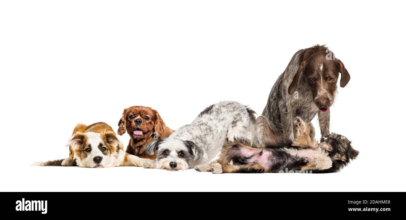 Group of apathetic and sick Crossbreed dogs sitting together in a row Stock Photo