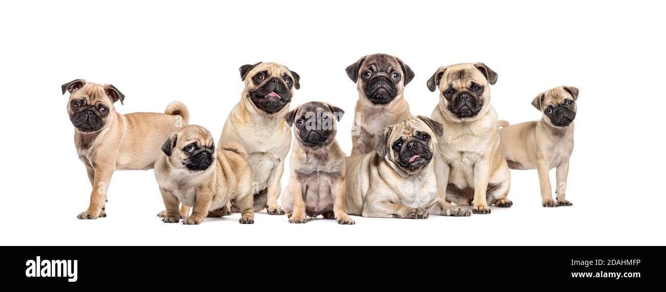 Group Of Pugs High Resolution Stock Photography And Images Alamy