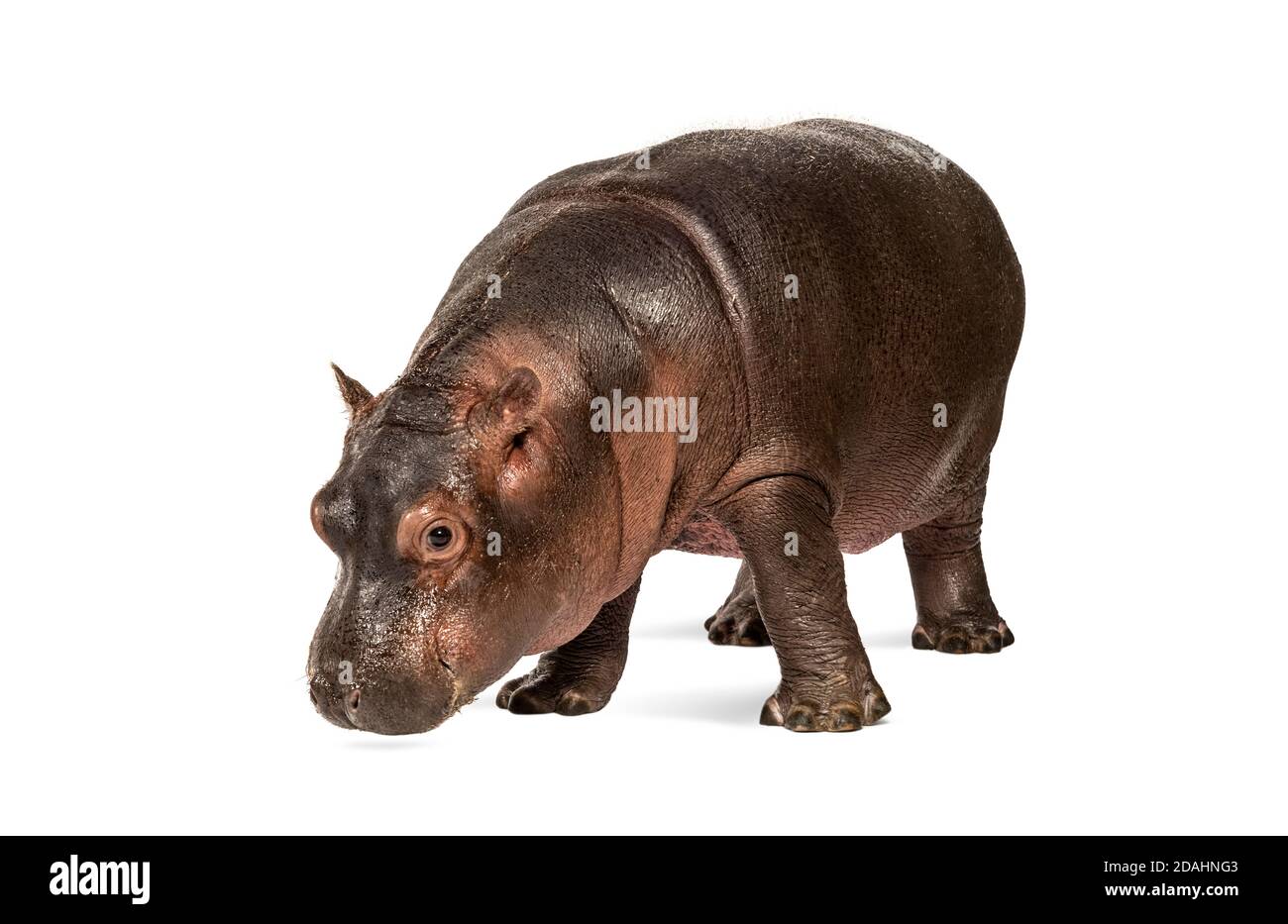 Hippo calf, 3 months old, isolated, Hippopotamus amphibius Stock Photo